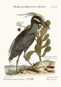 El avetoro crestado, 1749-73 de Mark Catesby